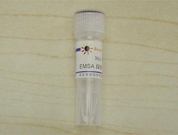 EMSA探针－β-Catenin/TCF (10μM)